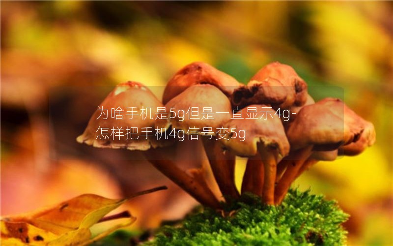 为啥手机是5g但是一直显示4g-怎样把手机4g信号变5g